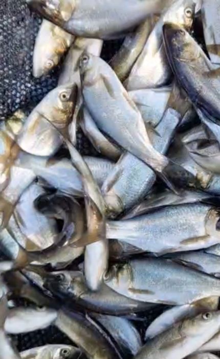 Narybek Tołpyga  na ratunek zakwity glony sinice  dostępna inne ryby