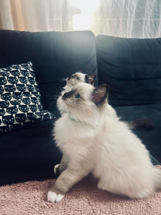 Kocięta kotka kocur Ragdoll FPL / FIFe