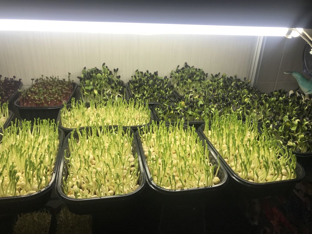 Набір мікрозелені мікрогрін мікрозелень 14 урожаїв