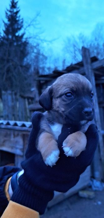 Віддам гарненьких собаченят