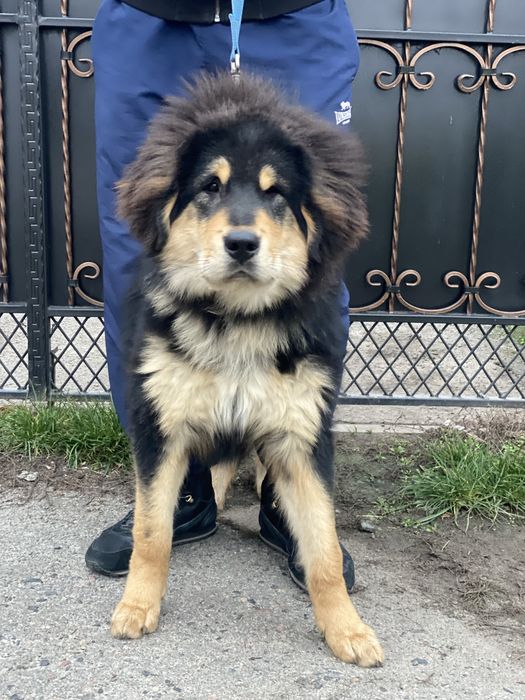 Хлопчик тібетського мастифа