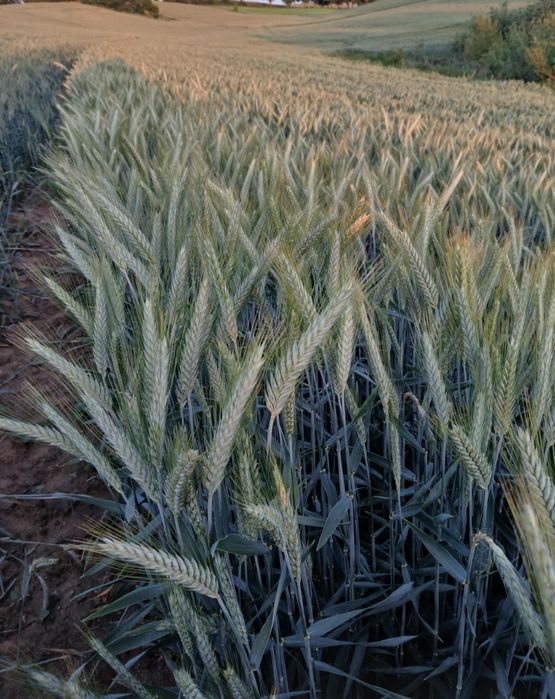 Pszenżyto do siewu. Tadeus i Rotondo