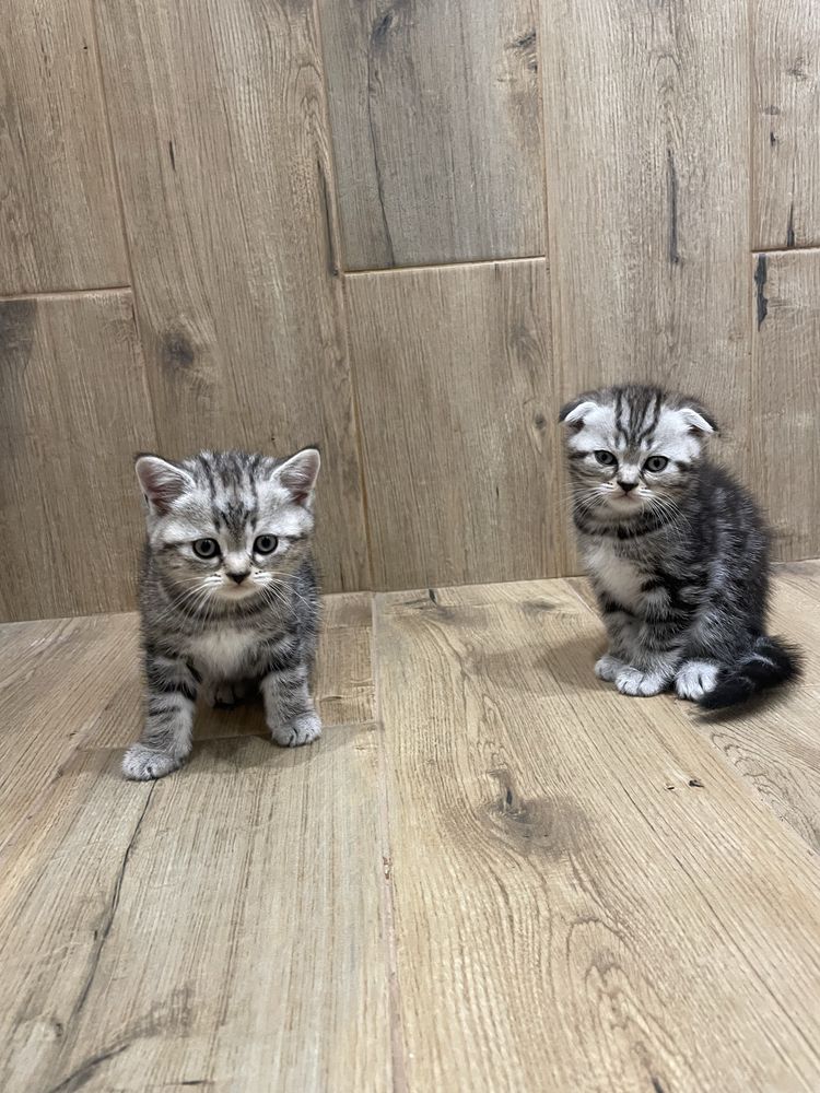 Чистокровні шотландські котята