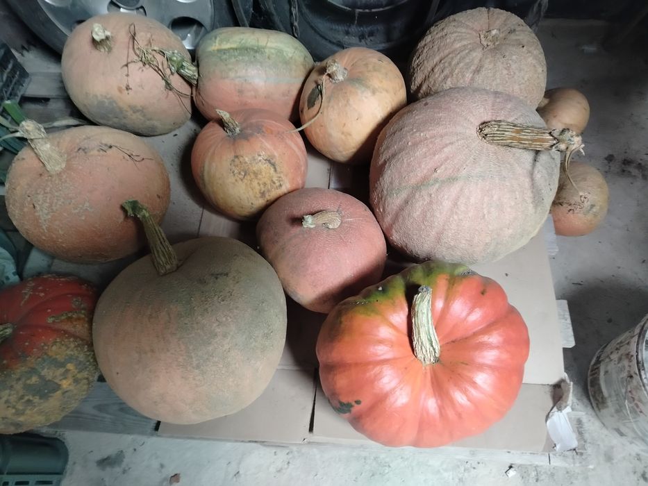 Sprzedam Dynie jadalna