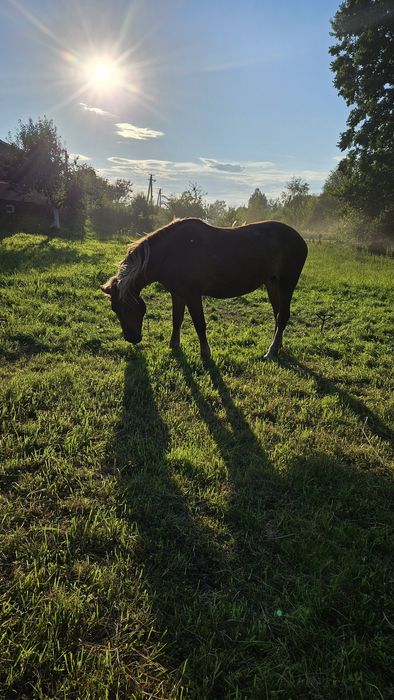 Продам кобилу робить все 15 років