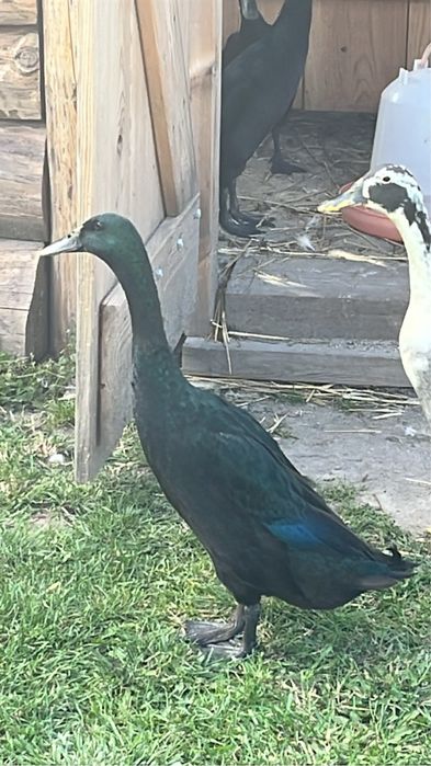 Kaczki Biegusy indyjskie czarne