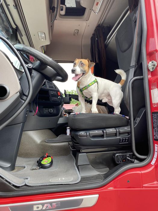 Вязка Джек Рассел терьер