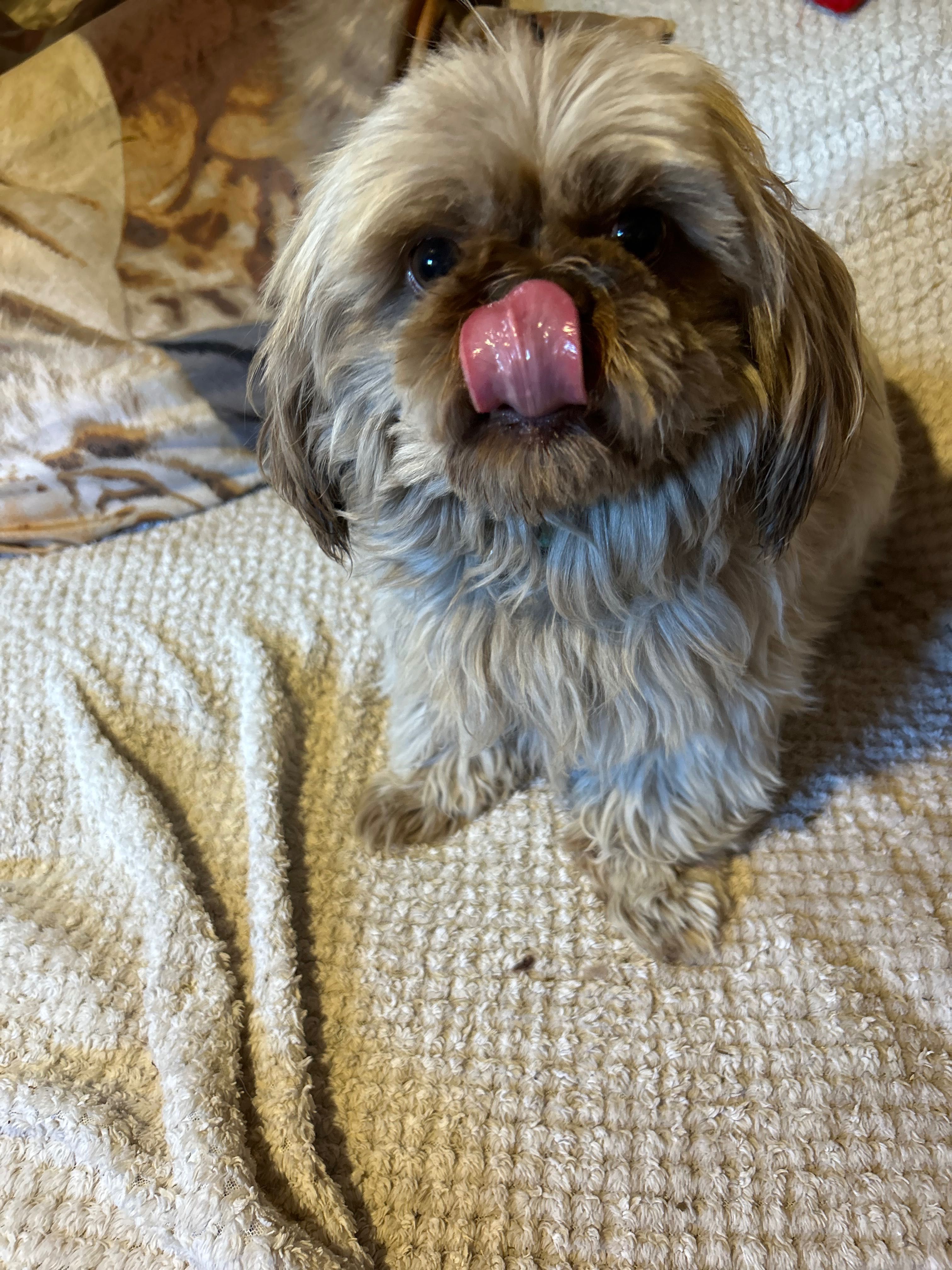 Piesek 6 lat Shih Tzu