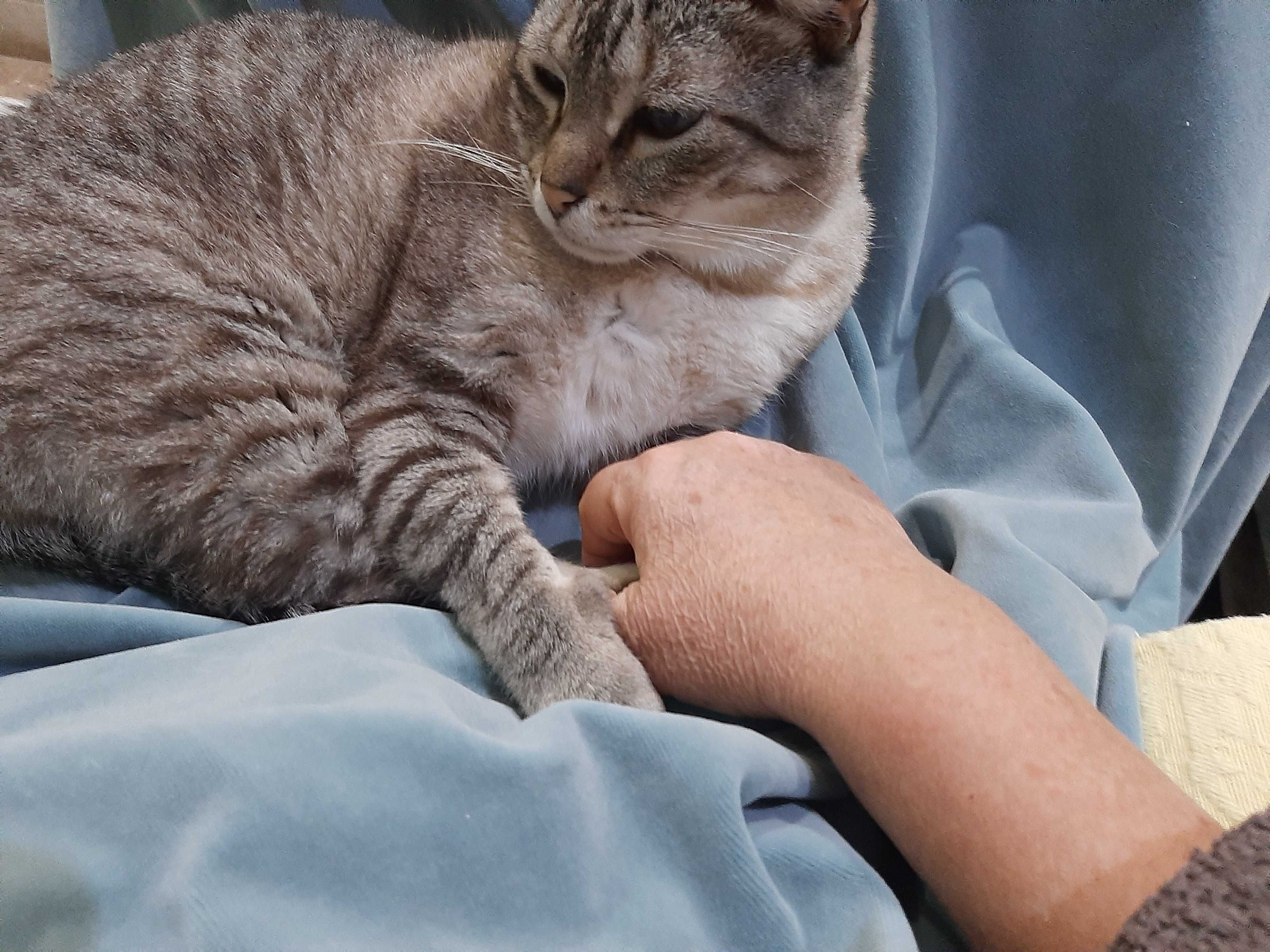 Gatinho para adopção URGENTE