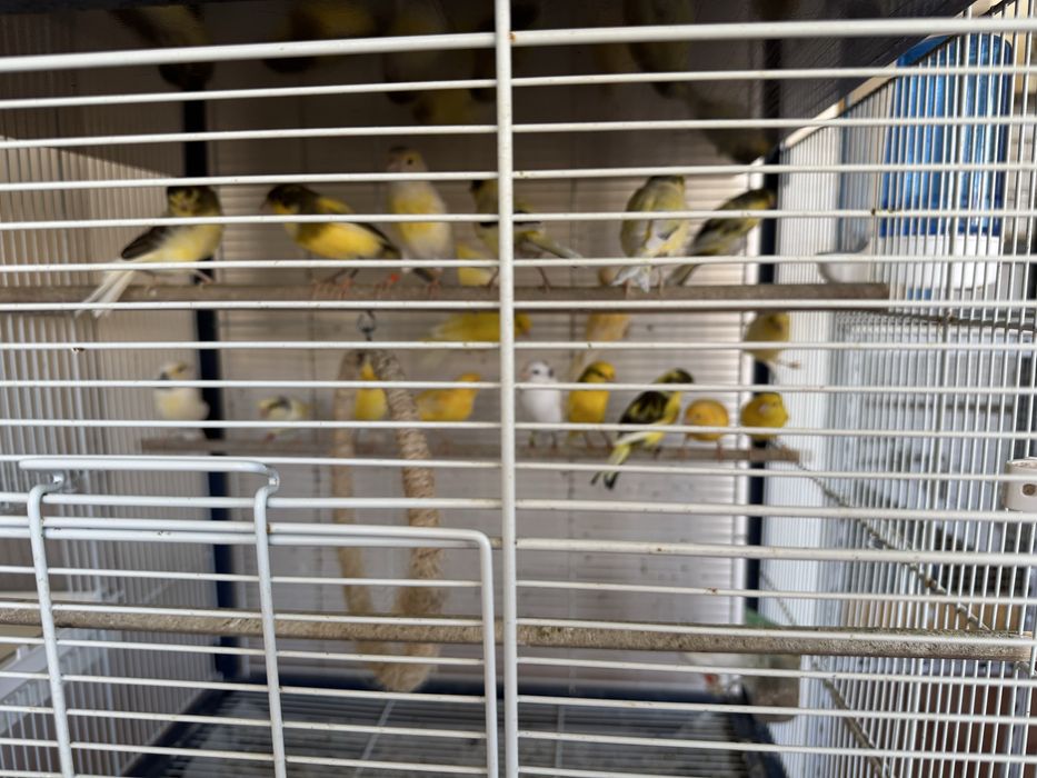 Cedencia Canarios Novos