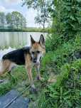 Sunia w typie owczarka niemieckiego pilnie szuka domu