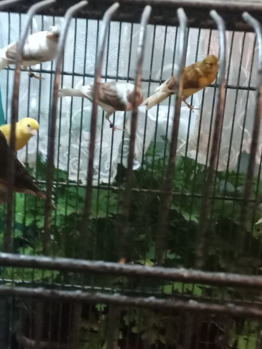 Kanarki miniatura hiszpańska