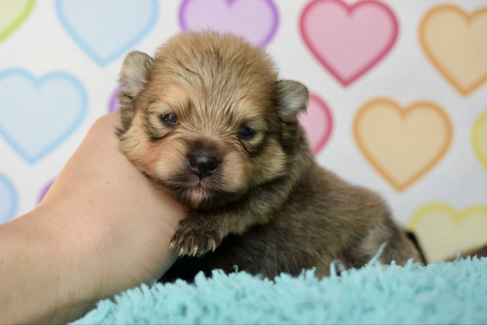 Pomeranian szpic miniaturowy orange sable