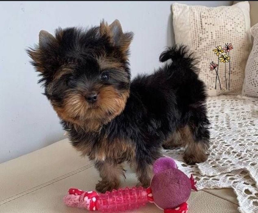 Милашки-йорочки.