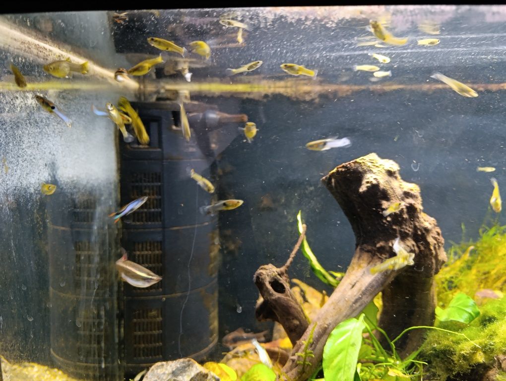 Akwarium 112litrów Aquael z życiem, filtr, grzałka, termometr