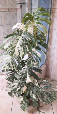 Monstera Deliciosa Variegata