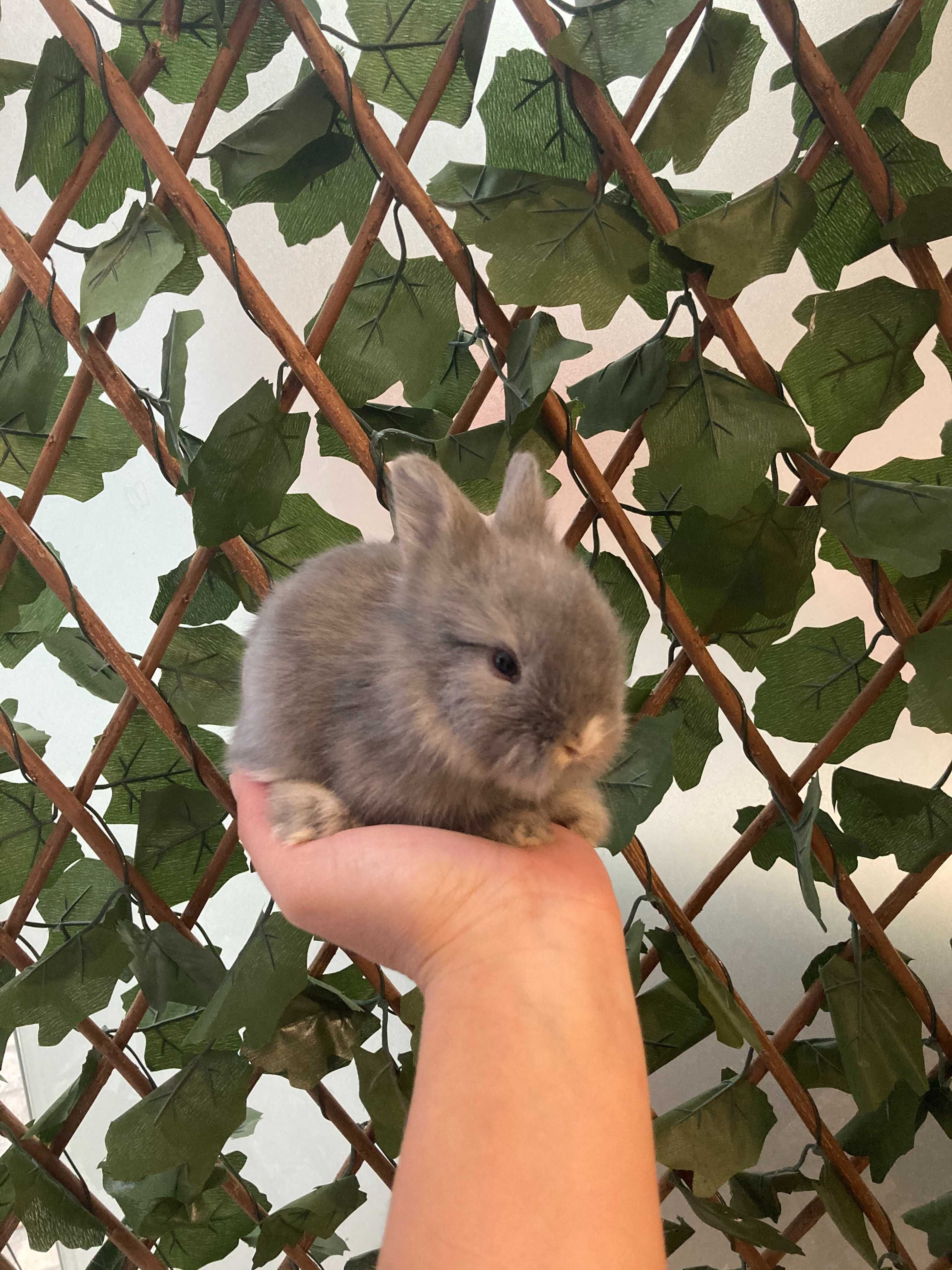 Coelhos Anões Mini Toy em Loja Profissional