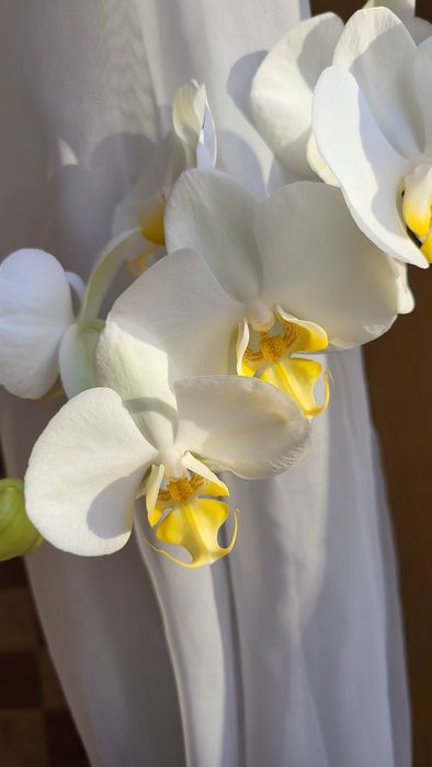 Орхідея фаленопсис