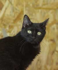 Блэр 11 мес, кошка, красивая кошка, черная кошка
