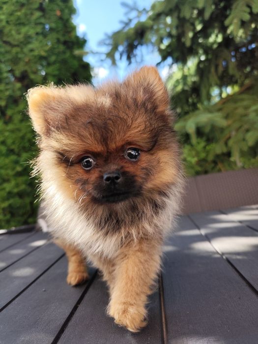 Szpic miniaturowy pomeranian suczka FCI ZKwP