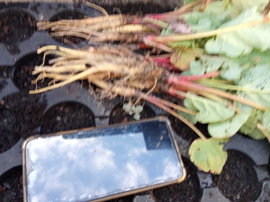 Rabarbar malinowy sadzonka Lider