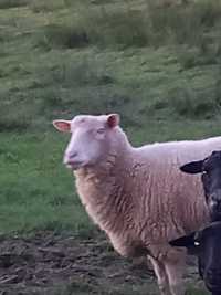 Duża Owca na Sprzedaż - Idealna Do Hodowli | Owce Barany Baran