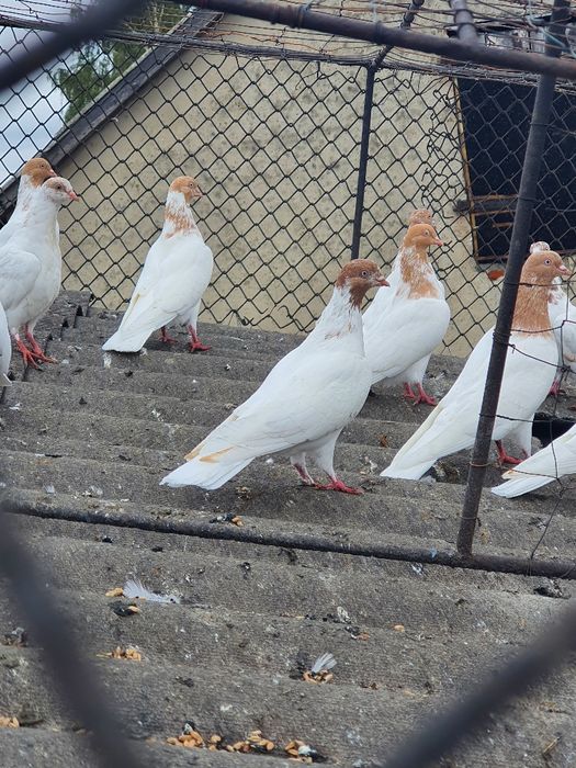 Gołębie Budapeszty