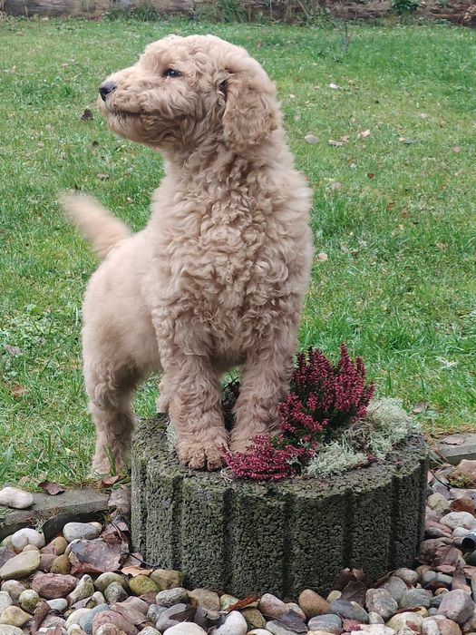 Pudel duży królewski sunia