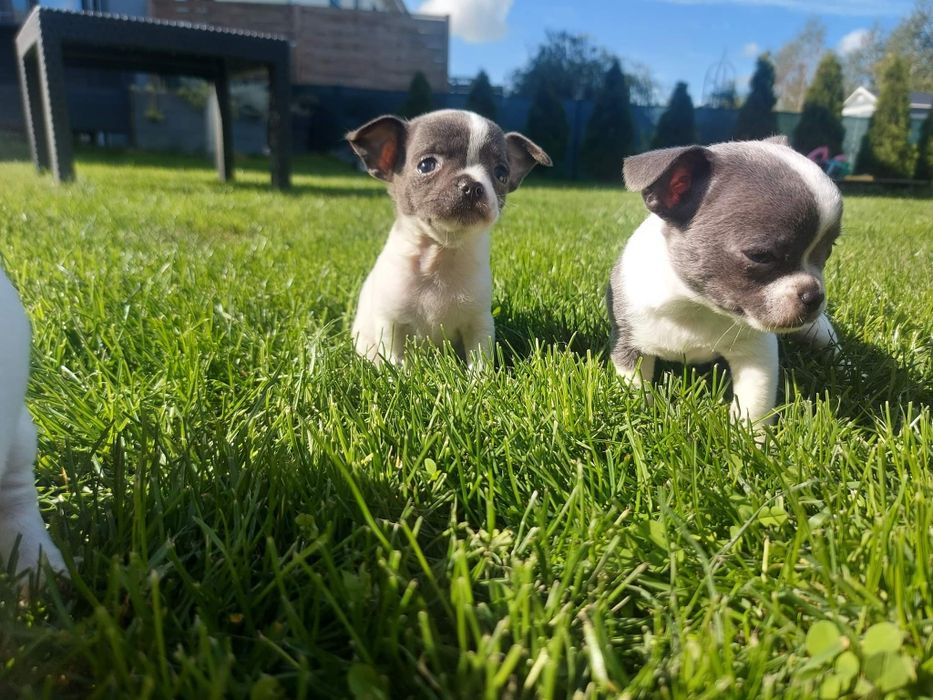 Chihuahua szczeniaki niebieskie