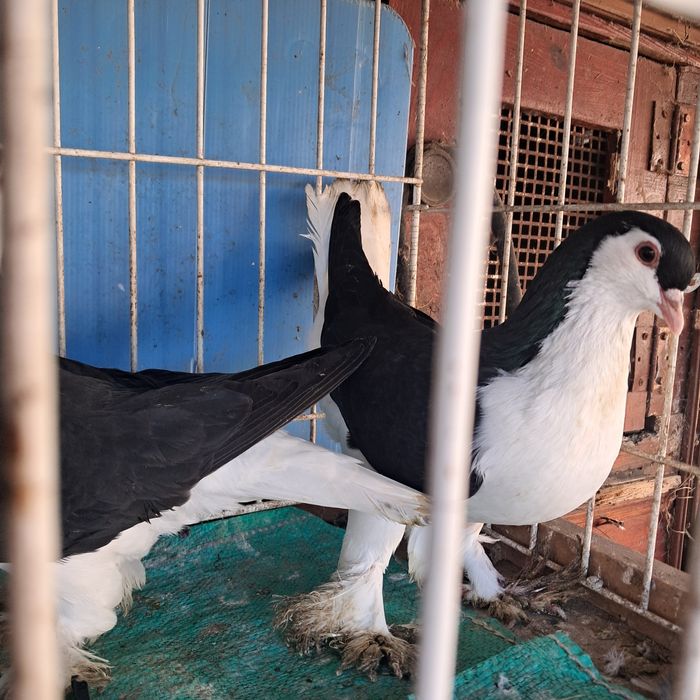 Lahor lahore golebie ozdobne