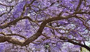 Jacarandá, Jacaranda