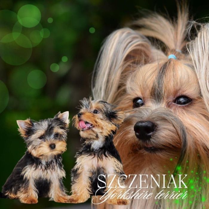 York piesek nr2 rodowód