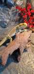 Agama brodata z terrarium