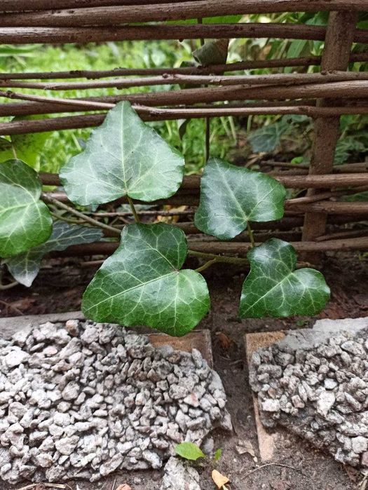 Продам саженцы плюща обыкновенного