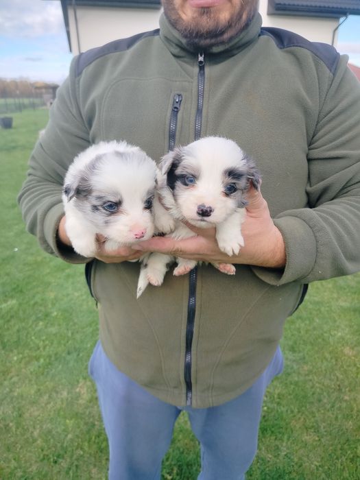 Piękne border collie