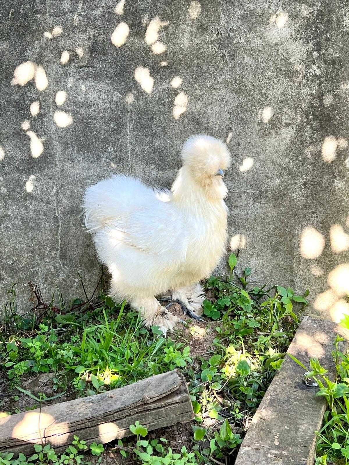 Ovos sedosa do japao barbuda