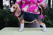 Beagle Związek kynologiczny w Polsce FCI.