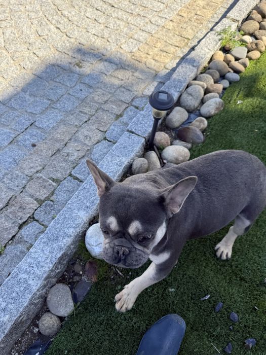 Buldogue frances  blu tan