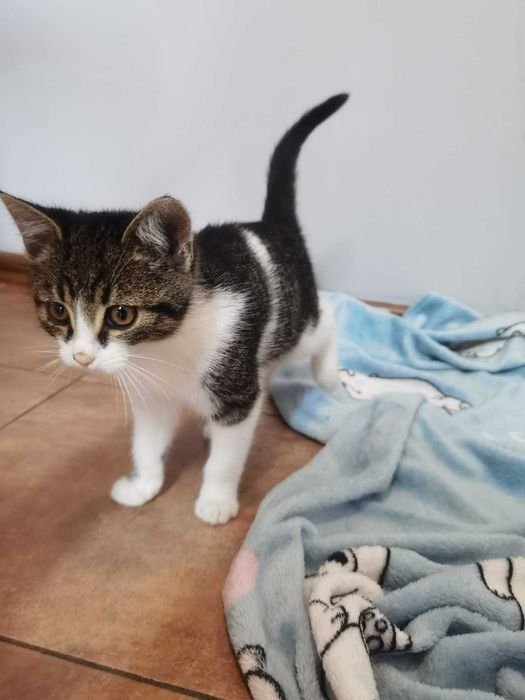 Rozbrykany koci maluch Dior czeka na swojego człowieka