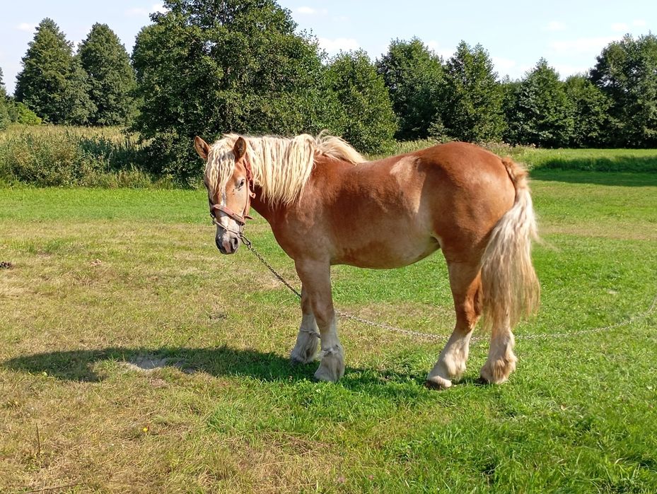 Sprzedam Źróbke 1,5 roku