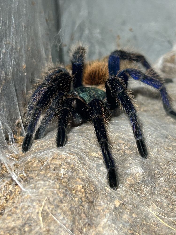 Chromatopelma cyanopubescens 5DC SAMICA