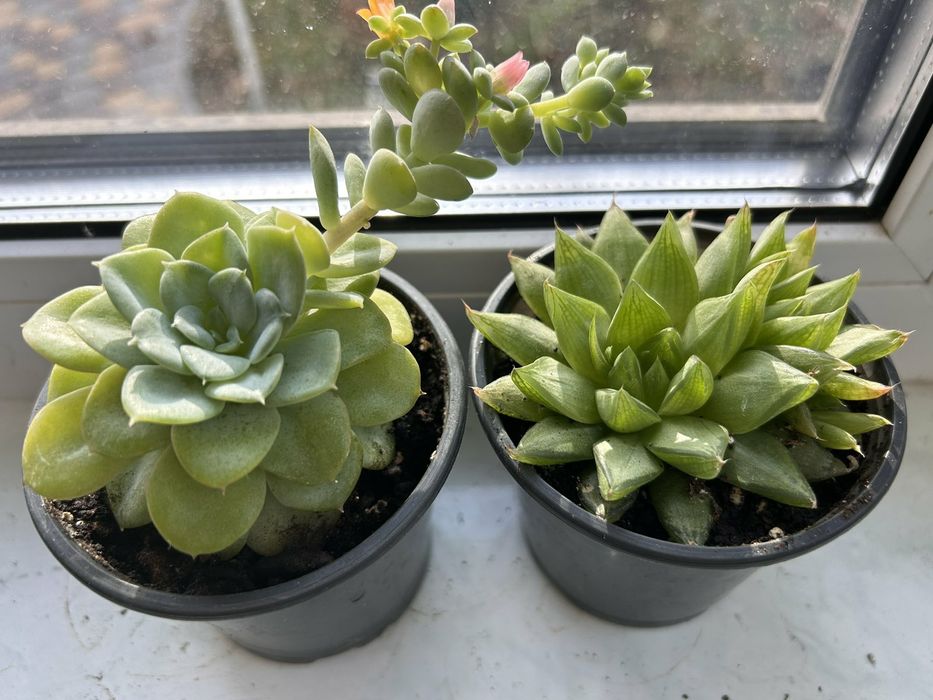 Сукуленти Ехеверія очиток седум