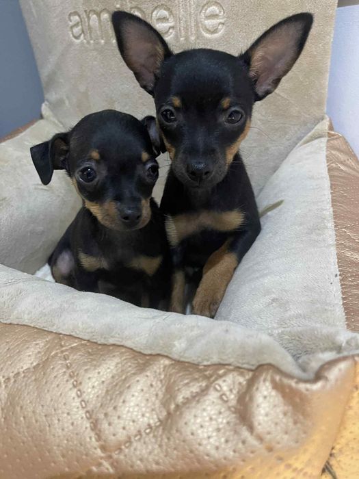 Pinczer miniaturka xxs