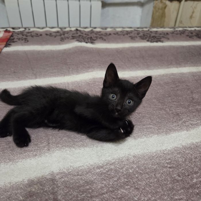 Котёнок, мальчик, 1.5 мес, очень нужен дом и любящий человек