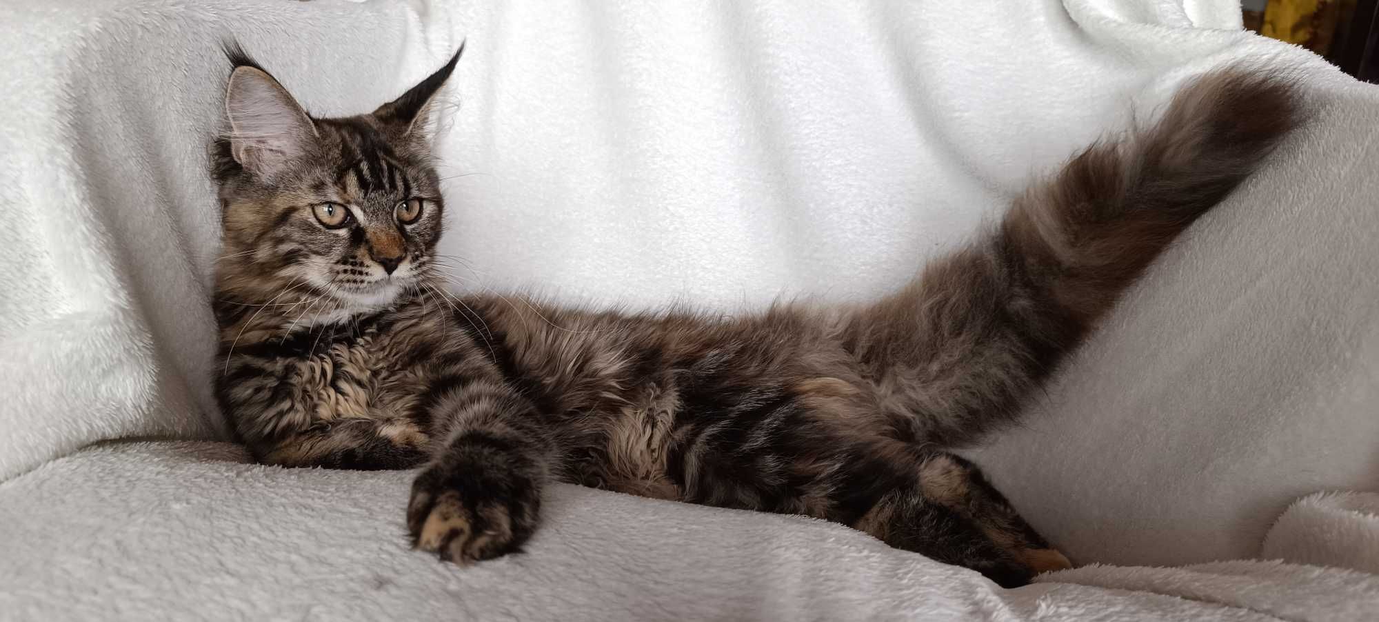 Bella Kotka Maine Coon Szylkretowa Klasycznie Pręgowana