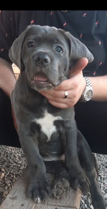 Цуценята Кане Корсо