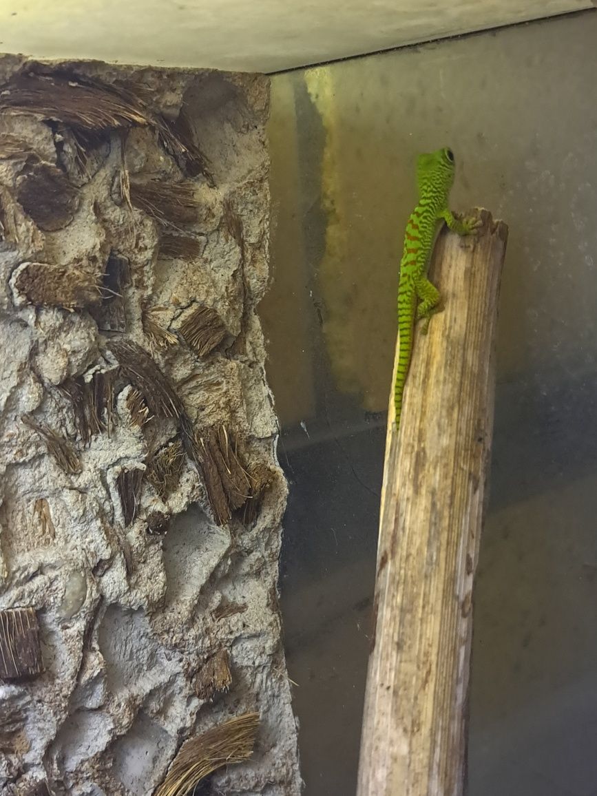 Gekony madagaskarskie zielone; dzienne - młode