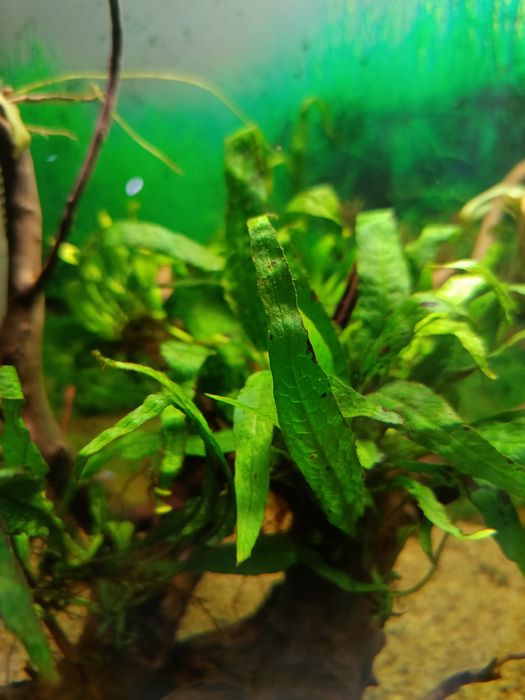 Microsorium roślina do akwarium