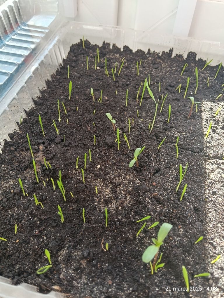 4 opakowania nasion trawy ozdobnej Rozplenicy Black Beauty