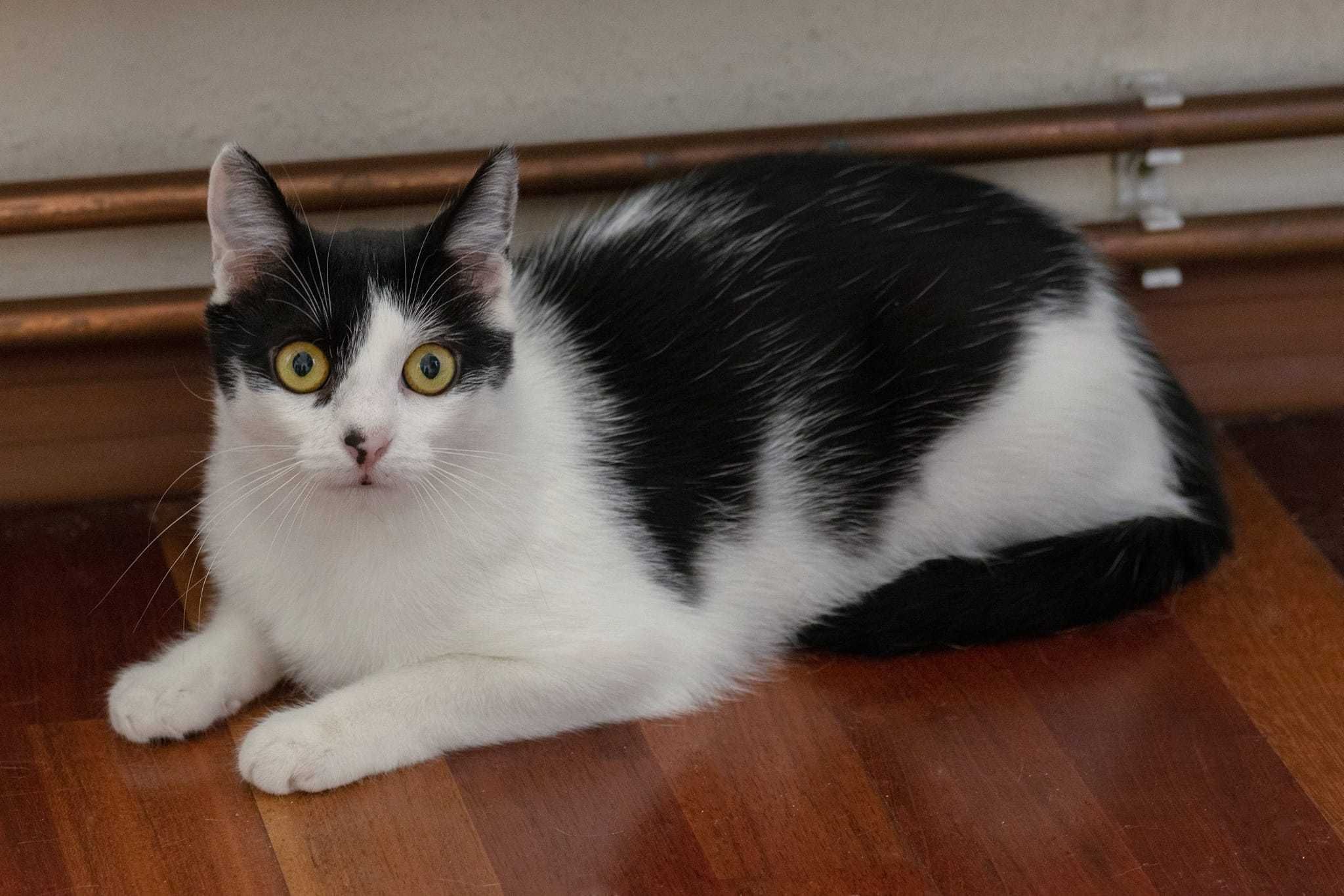 Złotooka kotka KAMA poleca się do adopcji.